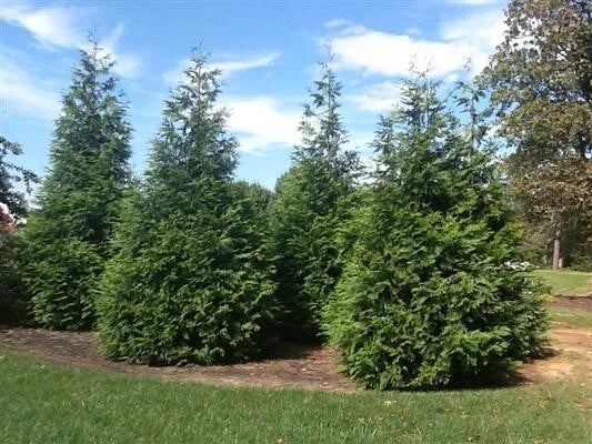 3 Green Giant Arborvitae 2.5" Pot 6-12" Height Thuja 'Green Giant' Fast Growing Evergreen Privacy Screen Windbreak