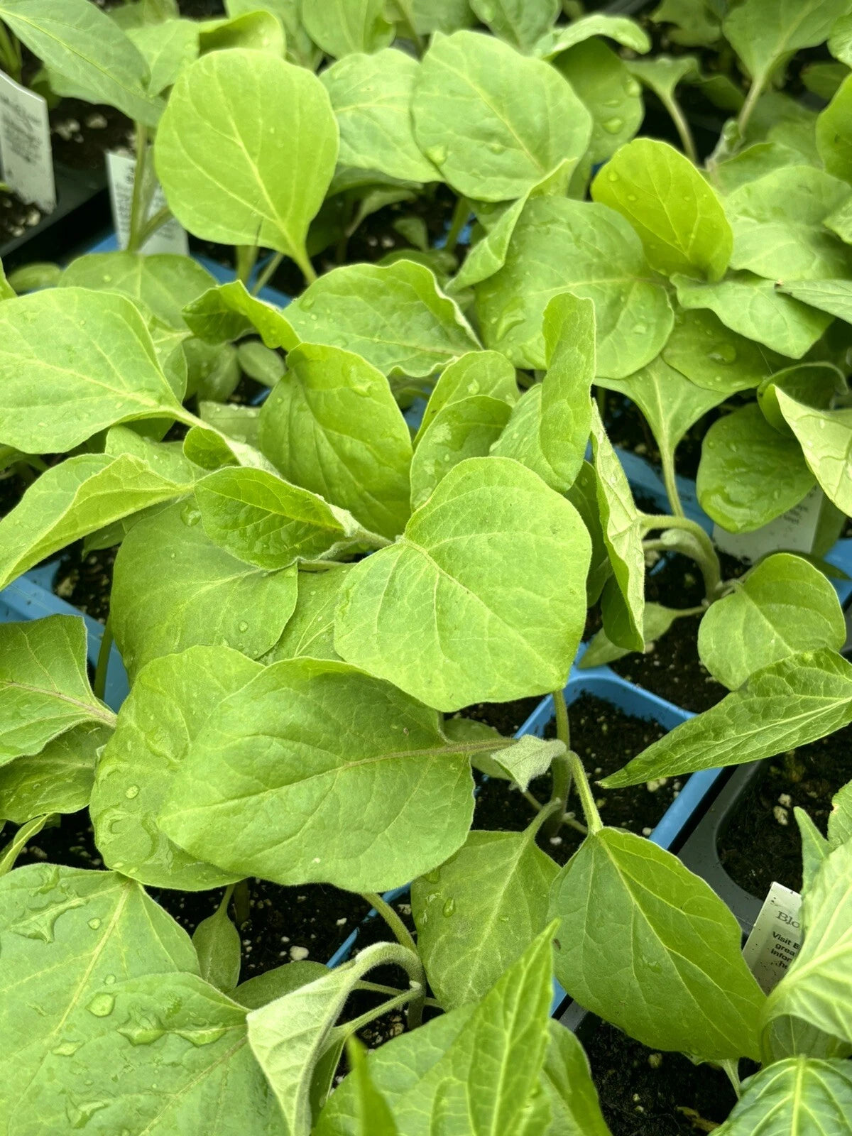 Black Beauty Eggplant Live Plants - Lot of 4, 5 to 10 Inches, Heirloom Variety, Solanum melongena