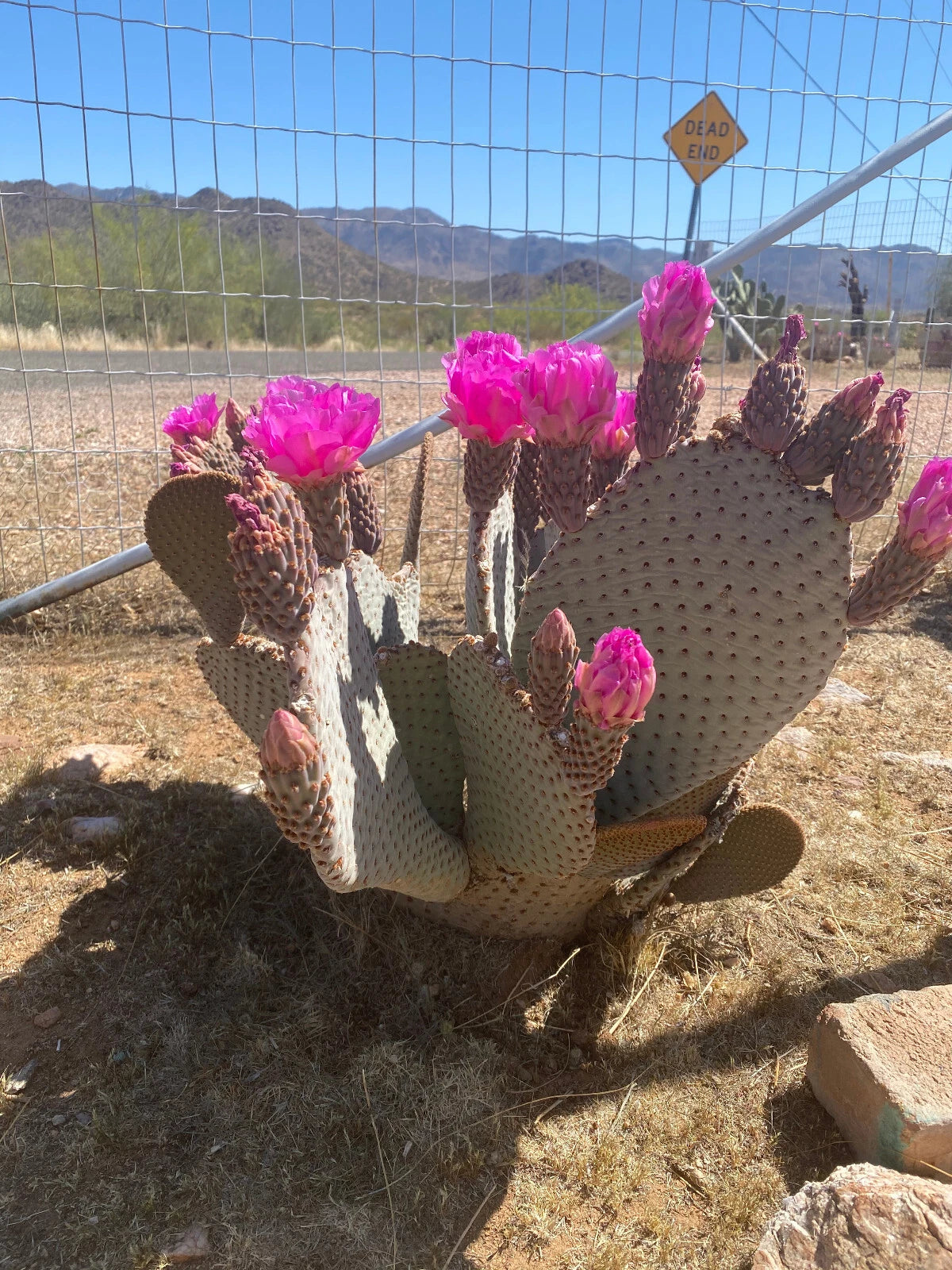 Beaver Tail Cactus Cuttings - 2 Fresh Pads - Pink Blooms - Opuntia basilaris