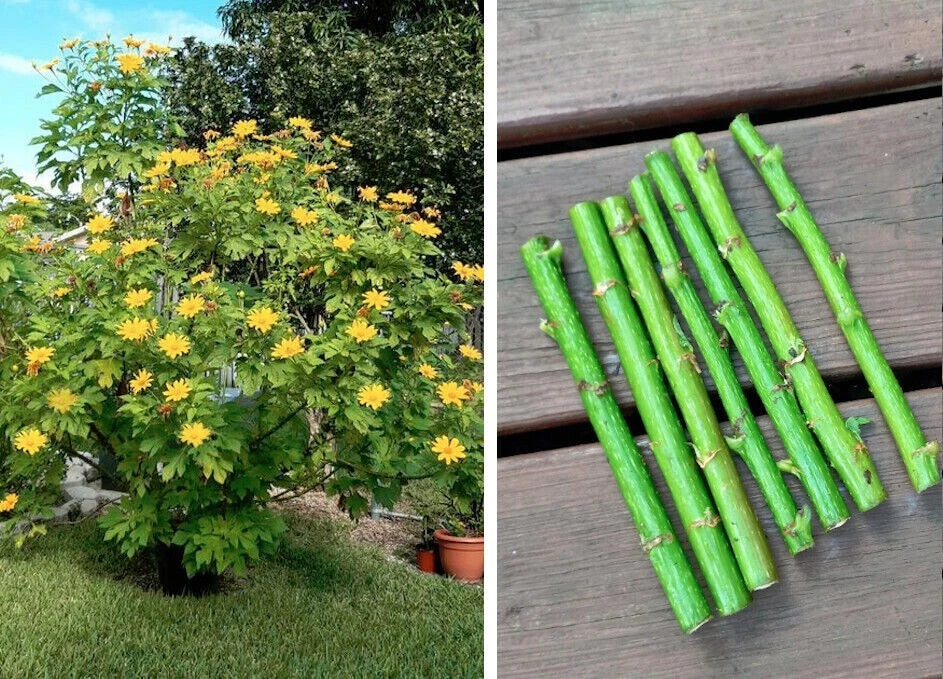 Bolivian Sunflower Cuttings - Mexican Tree Daisy Perennial Tithonia diversifolia - Easy to Grow, Vibrant Yellow Blooms