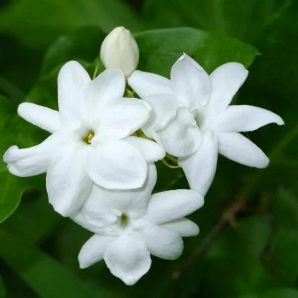 Arabian Jasmine Starter Plant - Rooted, Extremely Fragrant - Jasminum sambac