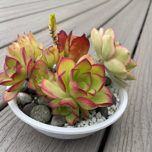 Mini Garden Succulents Rooted Plants Set - Red, Pink, Green Varieties - Ideal for DIY Terrariums and Indoor Decor