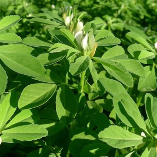 Fenugreek Seeds 100 Seeds NON-GMO Heirloom Fresh Garden Seeds Trigonella foenum-graecum USA
