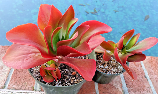 Kalanchoe 'Dragonfire' - Large 5" Bright Red Leaves Succulent Plant - Rare Indoor Decor