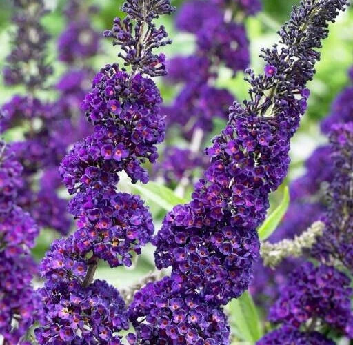 Buddleja Davidii Purple Butterfly Bush 6” Live Flower Plant Unrooted Cuttings - Butterfly Attracting Garden Plant