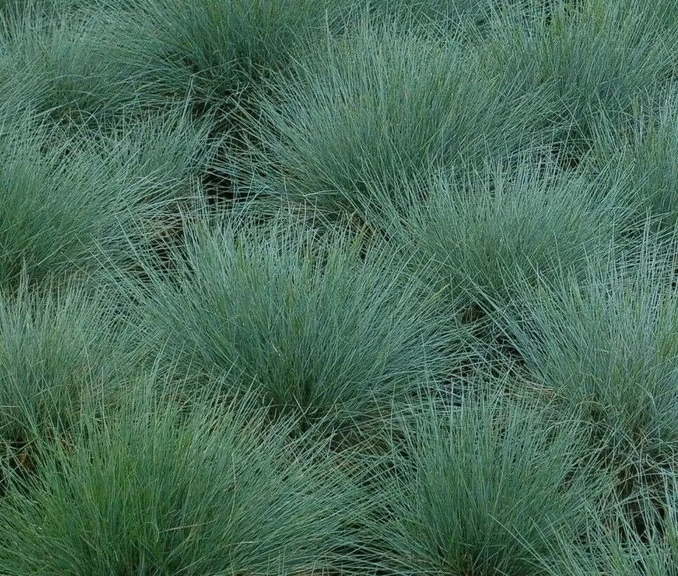 Blue Fescue Grass Seeds 300+ Perennial Ornamental Grass Festuca glauca - Ideal for Gardens, Low Maintenance, Free Shipping