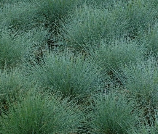 Blue Fescue Grass Seeds 300+ Perennial Ornamental Grass Festuca glauca - Ideal for Gardens, Low Maintenance, Free Shipping