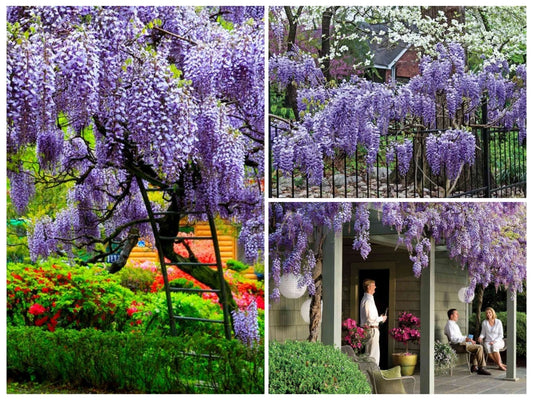 Chinese Wisteria Tree Seeds - 12+ Seeds - Fast Climbing Flower Vine - Cold Hardy Plant, Wisteria sinensis