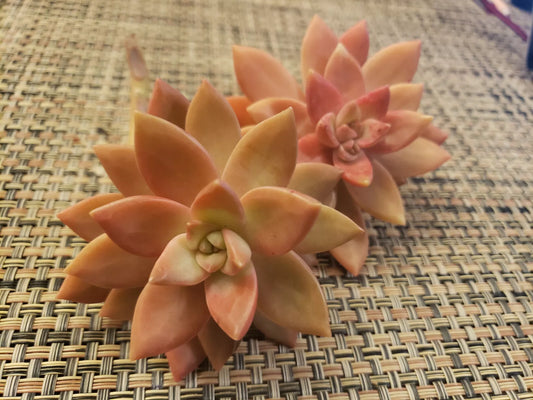 GRAPTOSEDUM "California Sunset" Unrooted Cuttings - 2" Diameter - Succulent Plant