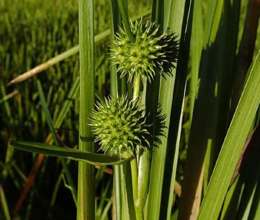 American Bur Reed Seeds for Planting - 50 Seeds - Sparganium americanum - Aquatic Perennial, Wetland Plant