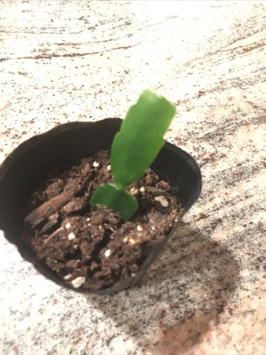 Christmas Cactus Plant - Fuchsia Color - Well Rooted - Schlumbergera