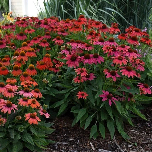 50 Firefinch Coneflower Seeds | Echinacea Perennial Flowers | Colorful Blooms | USA Grown 1152