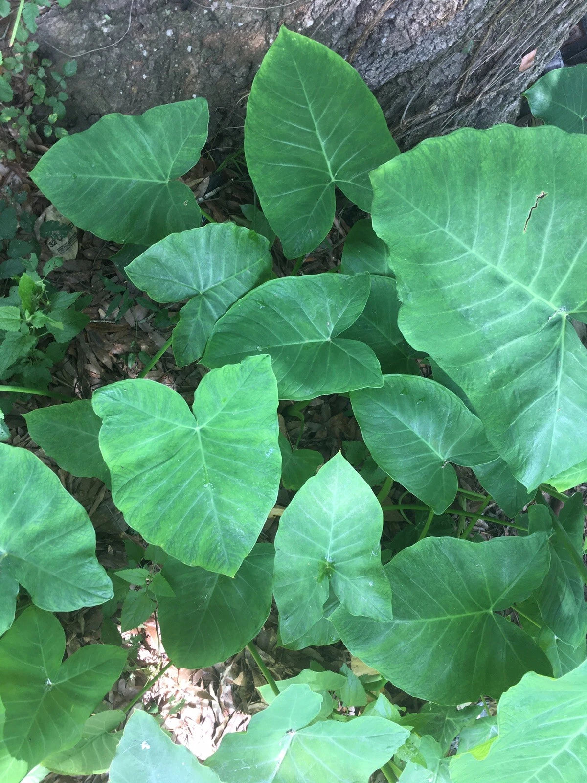 are elephant ear plants fast growing Elephant Ear Bulbs, Ready to Plant, Fast Growing, 2 Pack, Colocasia es – Jayme Garden