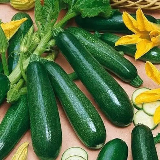 Black Beauty Zucchini Squash Seeds - Organic Heirloom, Non-GMO - 10+ Fresh Seeds - Cucurbita pepo