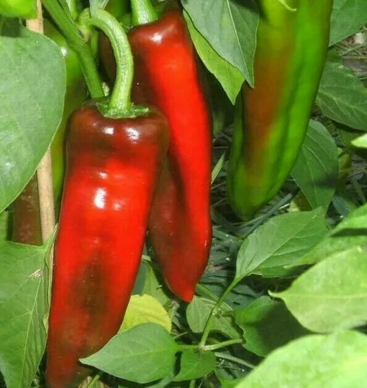 Marconi Pepper Seeds 30+ Seeds Rare Sweet Italian Pepper Capsicum annuum