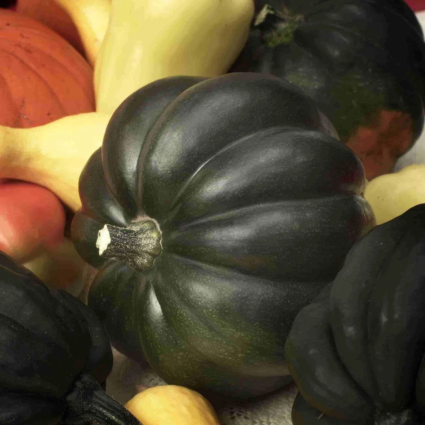 Burgess Buttercup Winter Squash Seeds, Non-GMO, Turban Variety, Cucurbita maxima, Free Shipping