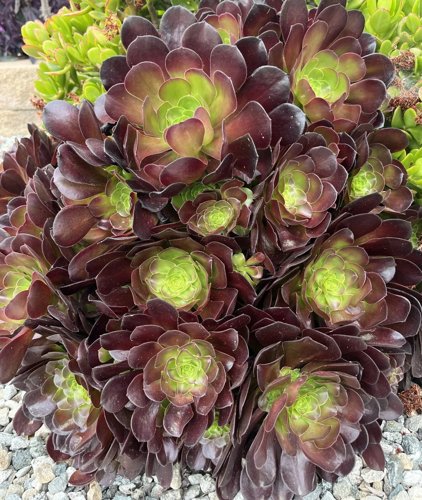 5 Cuttings Black Rose Aeonium Arboreum Zwartkop Succulent Cactus Plants - Unique Gift for Plant Lovers