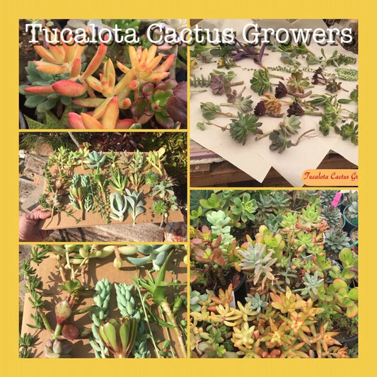 Assorted Succulent Cuttings 100 Pieces Colorful Variety 3"-5" Tall Perfect for DIY Planters and Arrangements