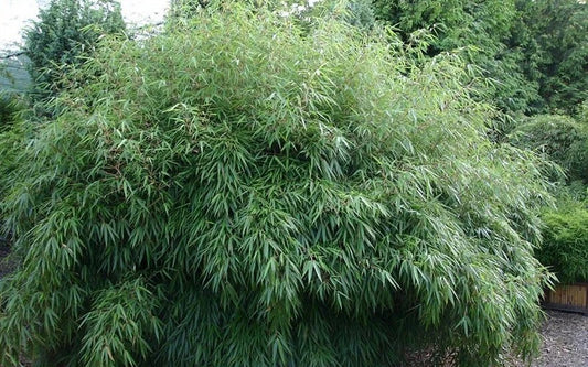 50 Bamboo Seeds - Dragon Head Clumping Privacy Plant for Garden - Shade Screen (Bambusa spp.)