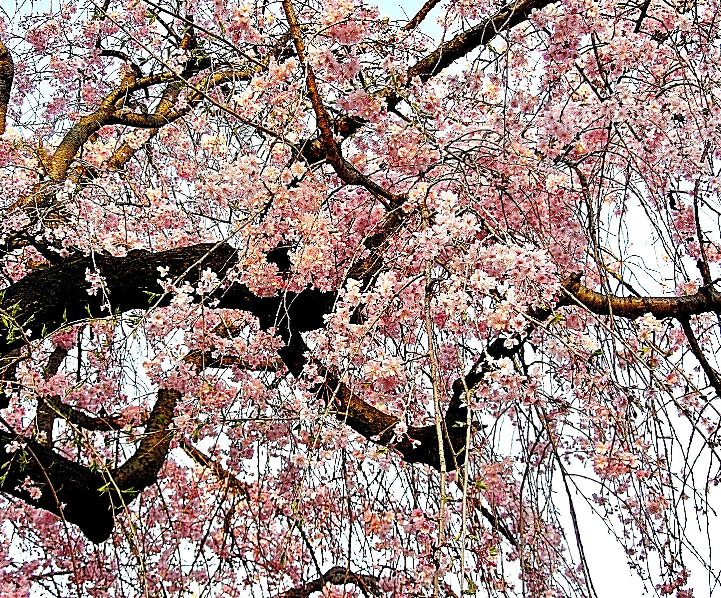 Japanese Cherry Blossom Tree Seeds - 20 Pack - Pink Flowering Sakura - Prunus serrulata Bonsai Seeds