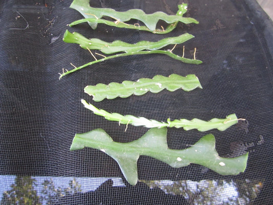 Fresh Unrooted Cuttings - Fish Bone Cactus, Epiphyllum anguliger - 6 Pieces