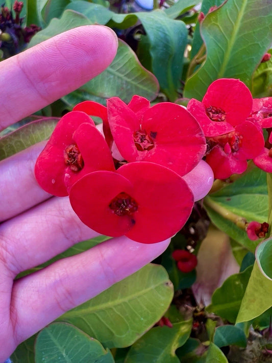 Crown of Thorns Cuttings - 6 Unrooted Mixed Euphorbia Milii Plants - Colorful Succulent for Indoor Gardening