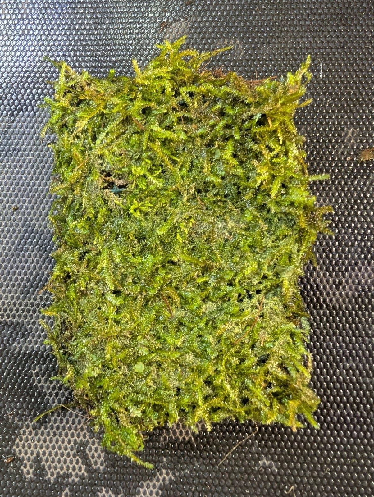 Java Moss Portion on Weighted Mat - Aquatic Plant for Aquariums - Taxiphyllum barbieri
