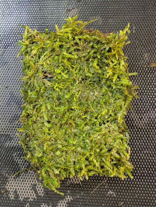 Java Moss Portion on Weighted Mat - Aquatic Plant for Aquariums - Taxiphyllum barbieri