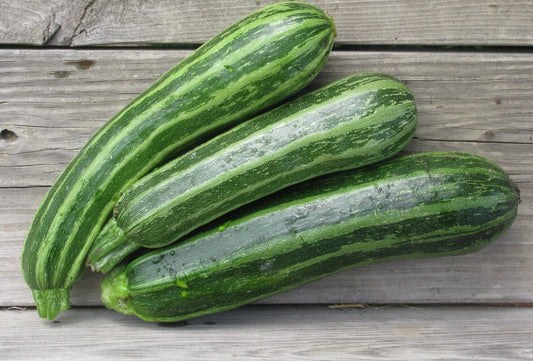 Italian Cocozelle Zucchini Seeds - 20 Newly Harvested Summer Squash Seeds - Cucurbita pepo