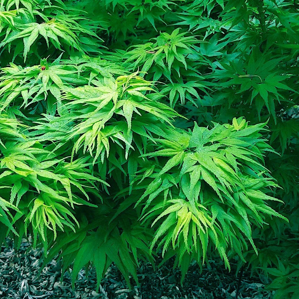 10" Dwarf Japanese Maple Tree Seeds, Mikawa Yatsubusa Variety, Unique Hemp Herb Bonsai