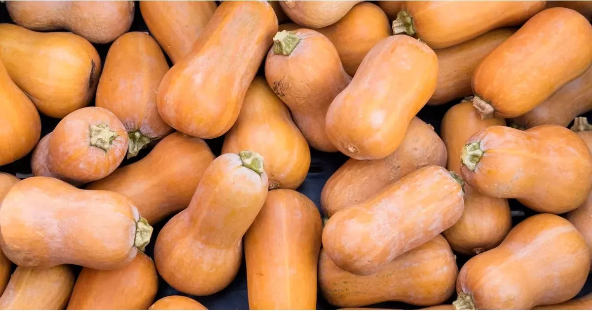 Butternut Squash Seeds Set of 25 - Heirloom Variety Cucurbita moschata