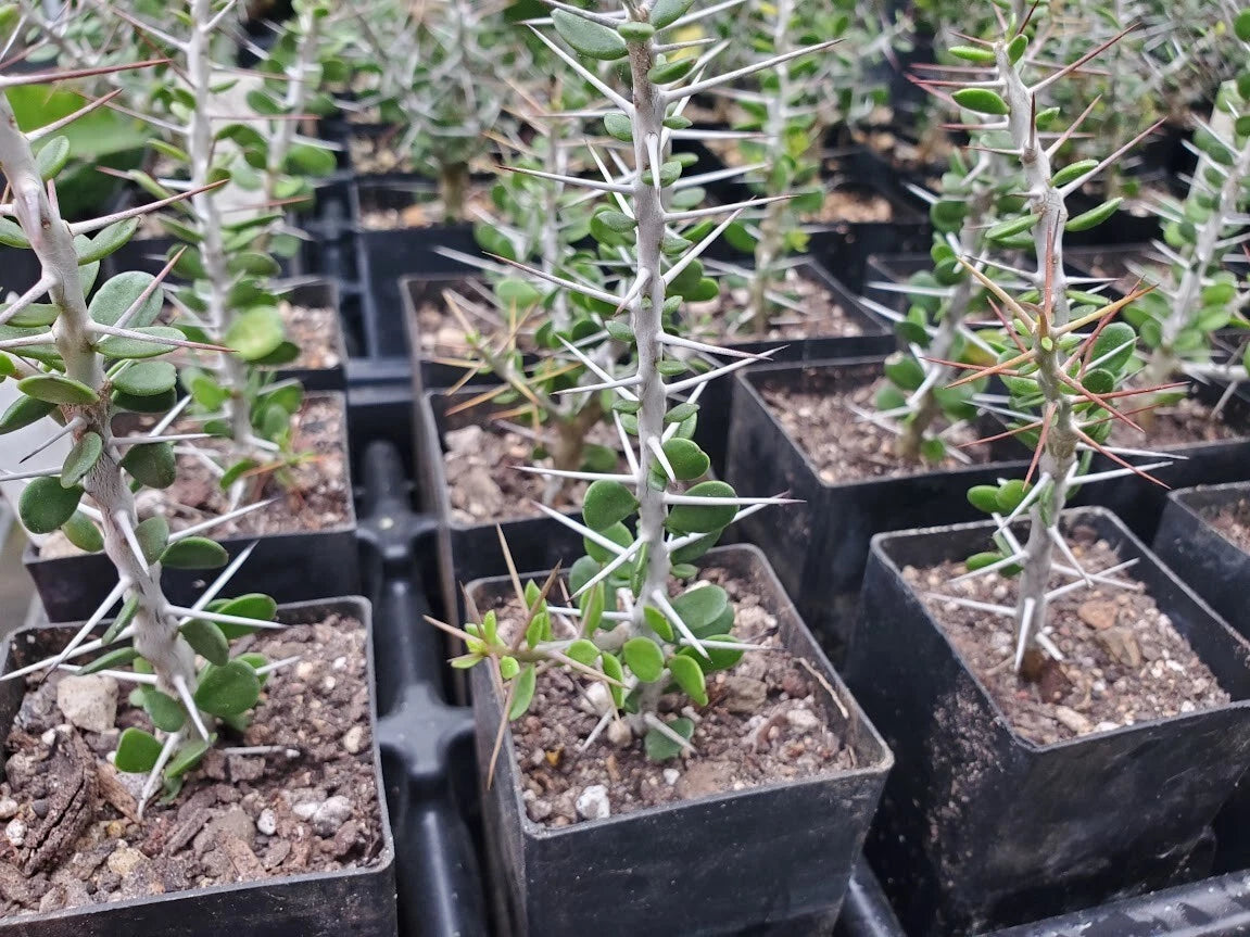 Alluaudia comosa Plant - Rooted Madagascar Variety - Unique Succulent - Rare Houseplant