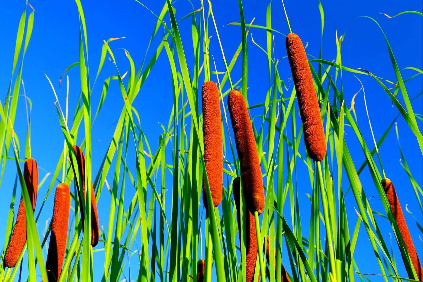 Cattail Seeds for Planting - 2,000+ Seeds - Aquatic Plant - Typha latifolia