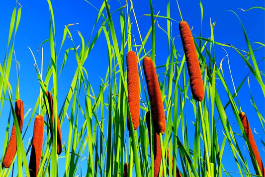 Cattail Seeds for Planting - 2,000+ Seeds - Aquatic Plant - Typha latifolia