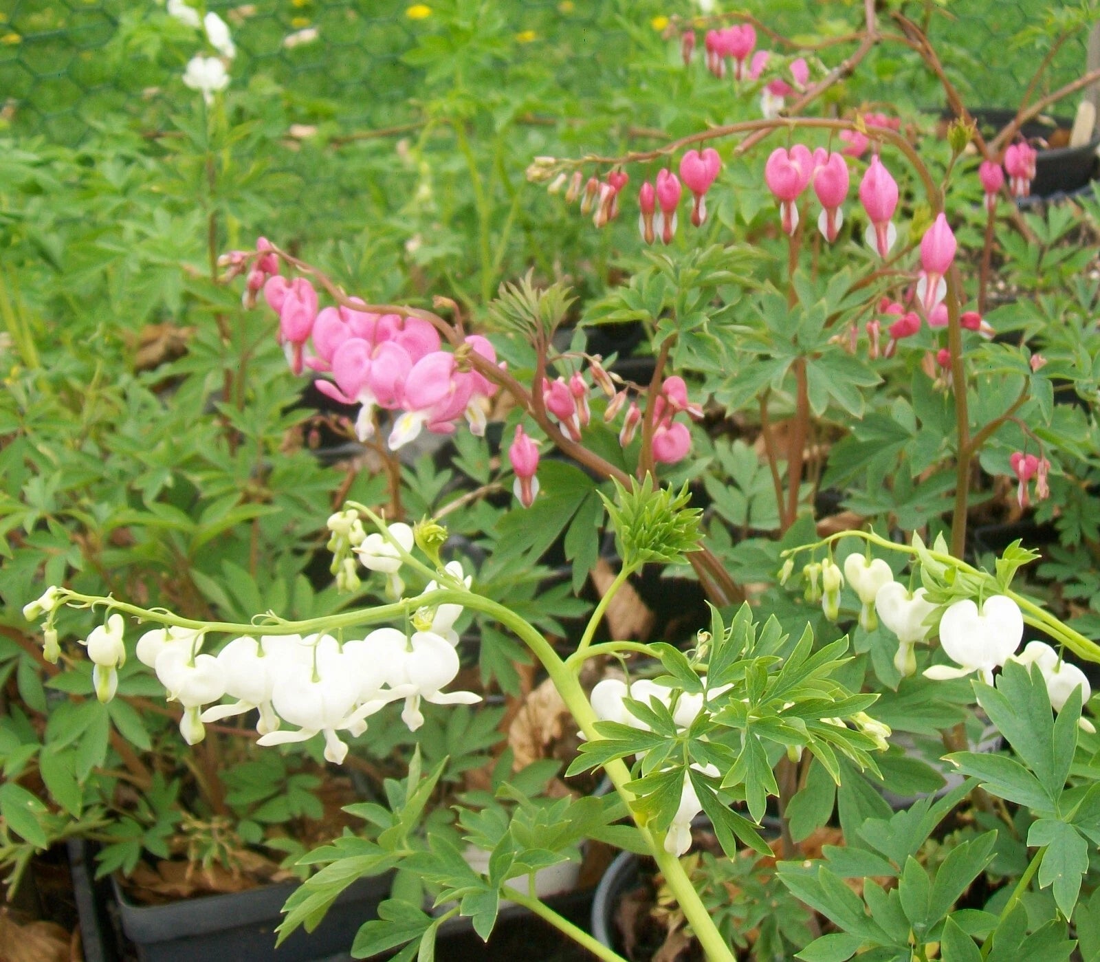 Bleeding Hearts Bareroot Plants - Pink or White - Dormant - Lamprocapnos spectabilis - Indiana Homestead