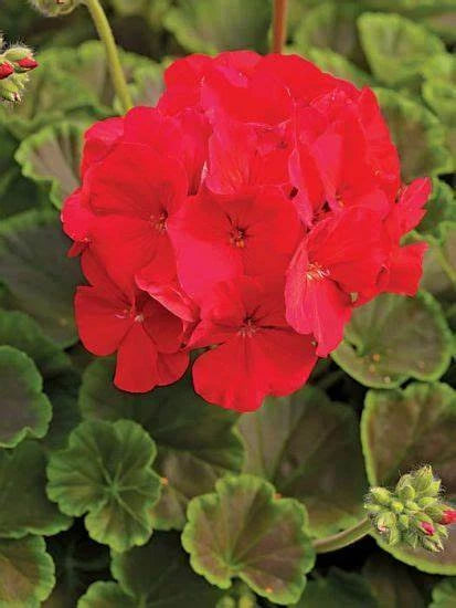Bullseye Red Geranium Seeds - 12 Fresh Seeds - Pelargonium × hortorum - Perfect for Gardens and Containers
