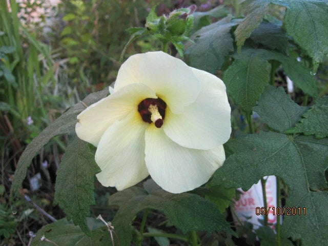 Abelmoschus manihot Seeds - 30 Count - Sunset Hibiscus Sweet Aibika - Hardy to Zone 7