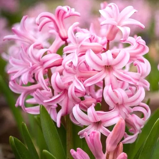 Hyacinth Bulbs 15cm Pink Pearl Fragrant Hyacinthus Orientalis Flower Bulbs (2)