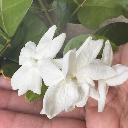 Arabian Sambac Jasmine Plant 4" Pot White Flowers Jasminum sambac Intensely Fragrant