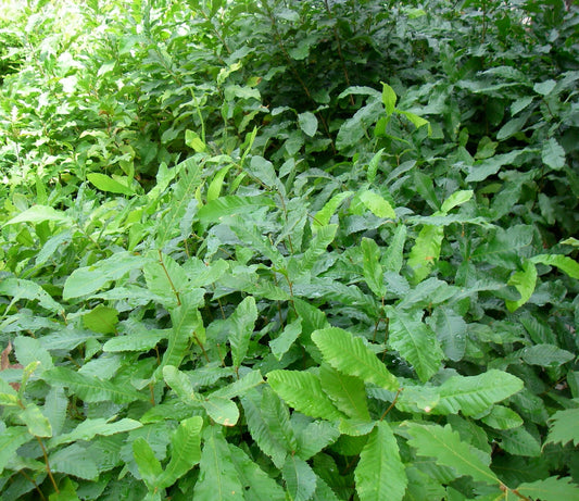 Bare Root Sawtooth Oak Sapling - 12 to 24 Inch - Pack of 5 - Quercus acutissima