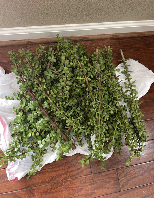 100 Cuttings Large Portulacaria Afra Elephant Bush Succulent Dwarf Jade Cutting - Perfect for Indoor Gardens and Arrangements