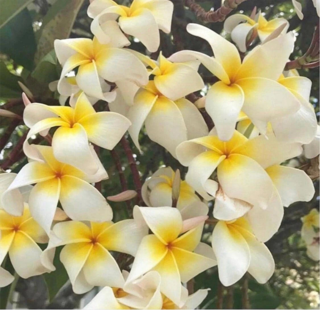Jatropha Curcas Seeds - 6 Rare Exotic Barbados Purging Physic Nut Seeds for Biodiesel Production