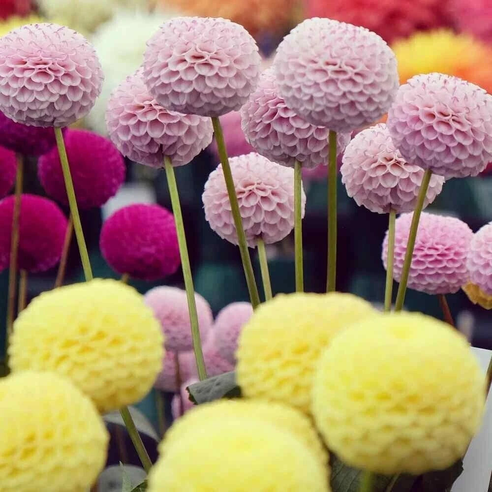 25 Pompom Dahlia Seeds - Colorful Perennial Flower Seeds for Blooming Gardens - Dahlia spp.
