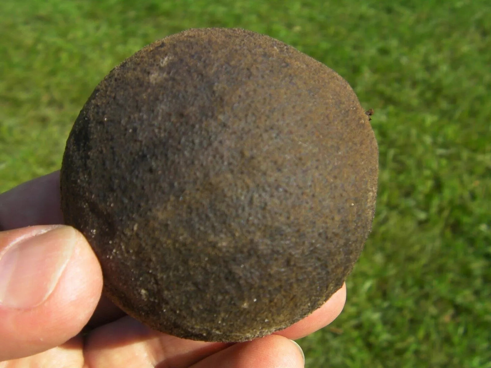 30 Black Walnut Seeds, Organic, Anti-Parasitic, Juglans Nigra