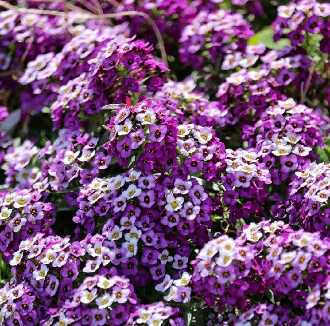 Sweet Alyssum Seeds - 100 Pack - Rosie O'Day Pink - Lobularia maritima