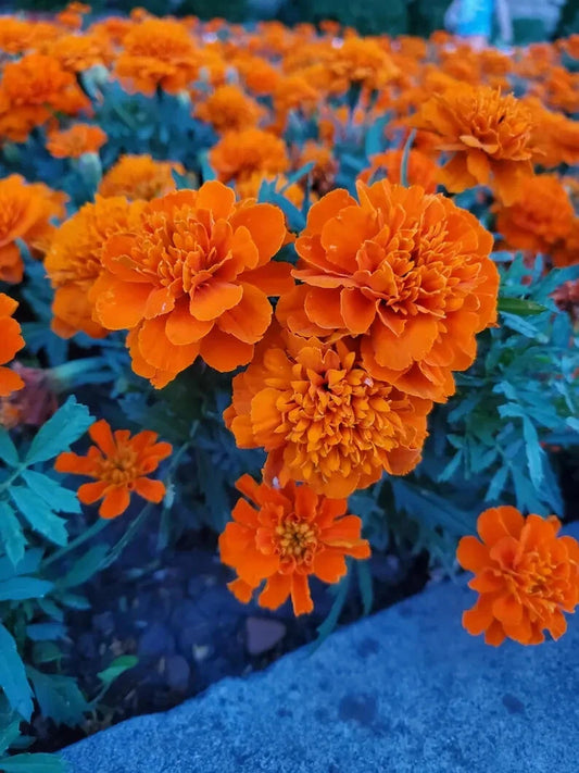 Dwarf Marigold Seeds - 100 Organic Gypsy Sunrise Seeds - Tagetes patula - USA Grown, Ships Free