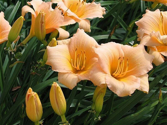 Mini Pearl Daylily Live Rooted Plant - Hemerocallis, Melon Pink, Herbaceous Perennial, Zones 3-9, 1-1.5 ft Height