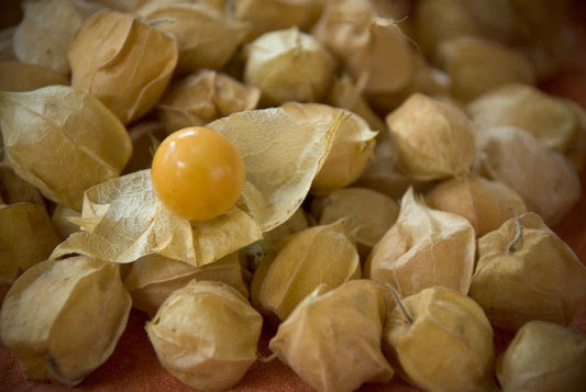 210 Seeds Ground Cherry Cape Gooseberry (Physalis pruinosa) - Sweet Fruit Variety for Home Gardening - Buy 15, Ships Free