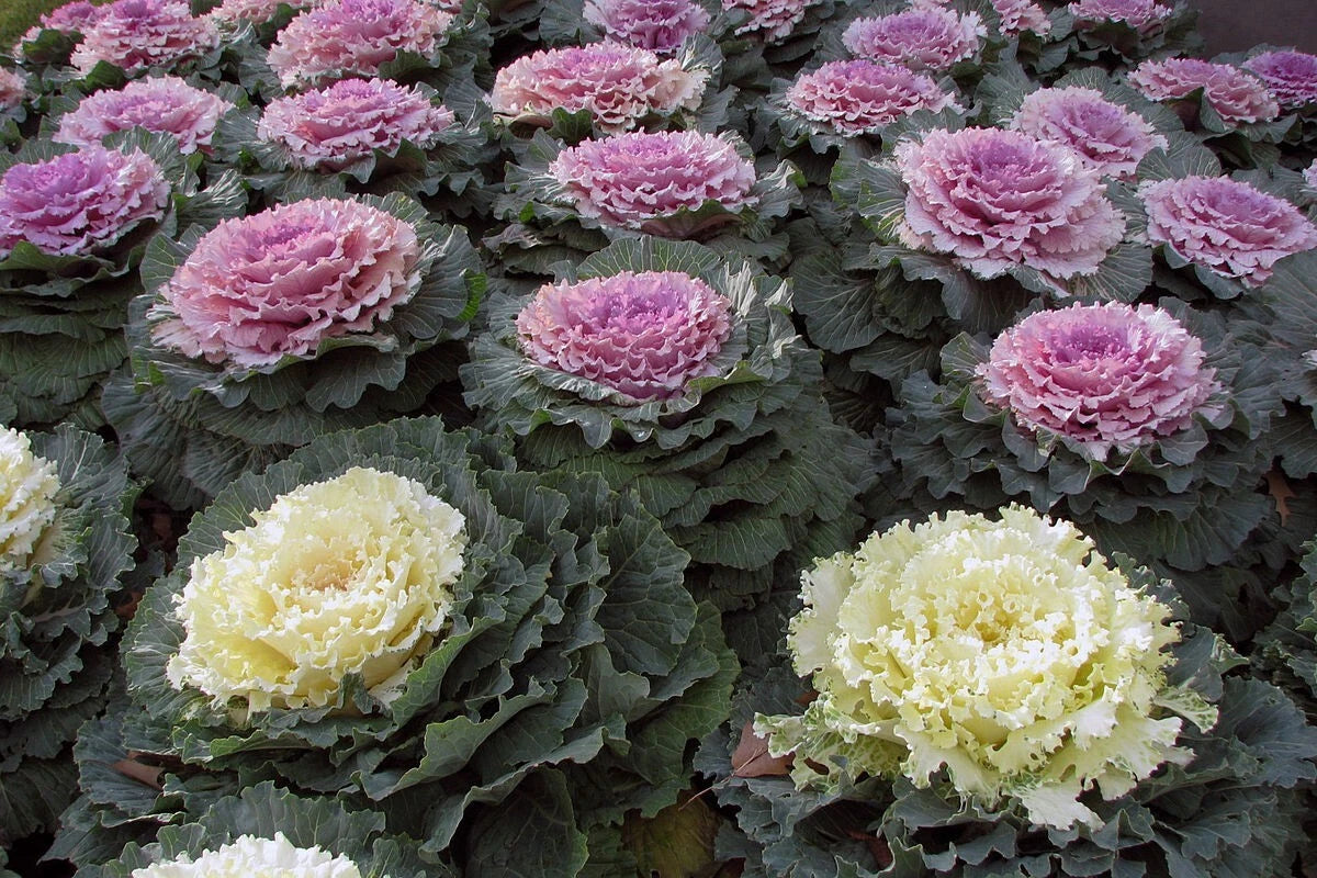 50 Ornamental Kale Seeds - Non-GMO Heirloom Variety - Brassica oleracea