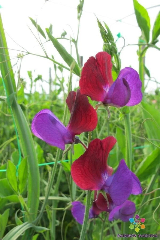 Cupani Sweet Pea Seeds - 50+ Count - Heirloom Garden Flowers - Lathyrus odoratus - USA Grown
